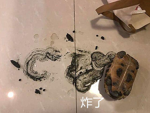 烏龜便秘好幾天，男子餵食瀉藥，回家開門發現烏龜當場「炸」了