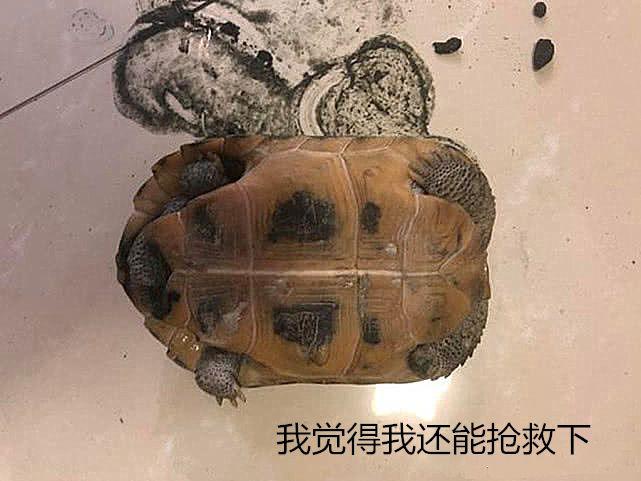 烏龜便秘好幾天，男子餵食瀉藥，回家開門發現烏龜當場「炸」了