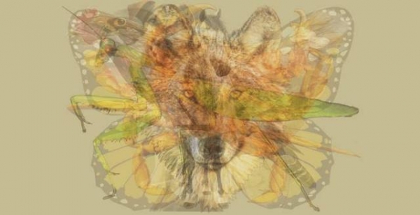國外超火的性格測驗：第一眼看到什麼動物？看穿你在多重面具下的核心人格！