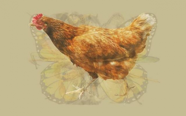 國外超火的性格測驗：第一眼看到什麼動物？看穿你在多重面具下的核心人格！