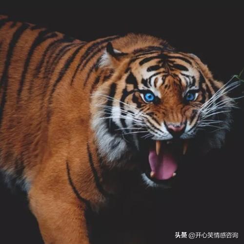 心理測試：憑感覺選擇一隻老虎，秒測你的報復心理有多強？
