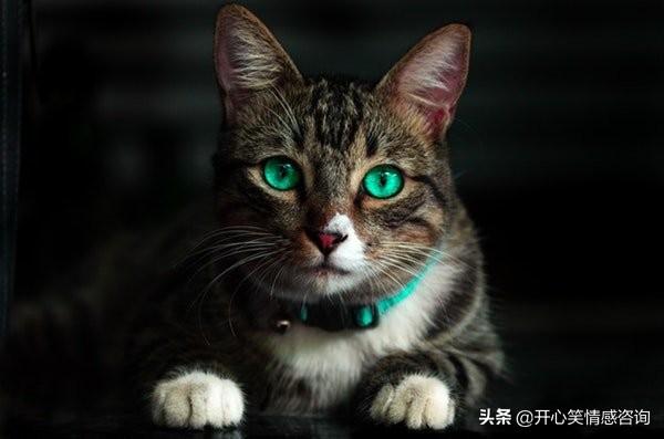 心理測試：4隻貓咪，你最喜歡哪只？秒測你隱藏的心機有多重？