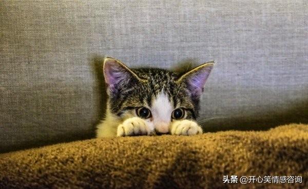 心理測試：4隻貓咪，你最喜歡哪只？秒測你隱藏的心機有多重？