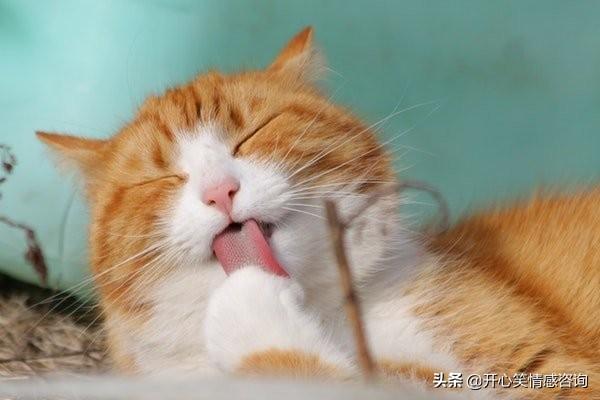 心理測試：4隻貓咪，你最喜歡哪只？秒測你隱藏的心機有多重？
