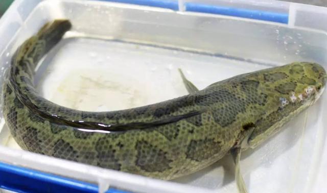 愛吃黑魚的一定要收藏，教你5種黑魚美味健康吃法，看你愛吃哪種