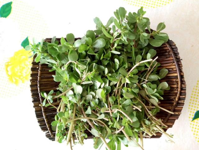 馬齒莧營養豐富，但這3類人儘量少吃，可能會影響健康