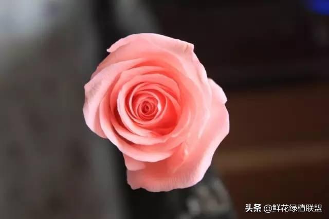 全網最全花語大全，值得收藏
