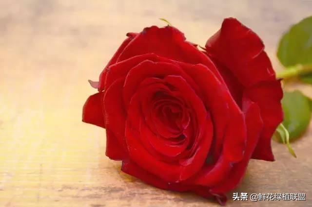 全網最全花語大全，值得收藏