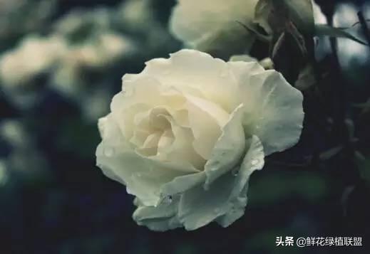 全網最全花語大全，值得收藏
