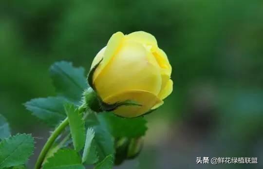 全網最全花語大全，值得收藏
