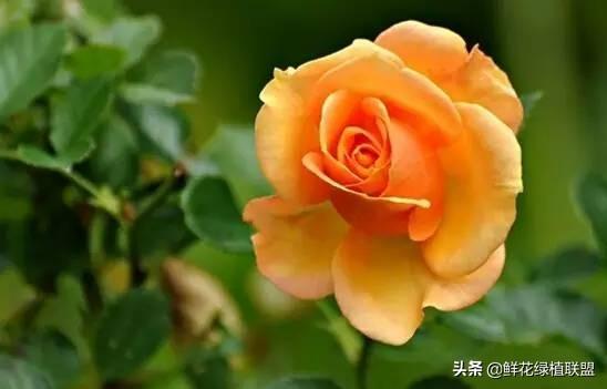 全網最全花語大全，值得收藏