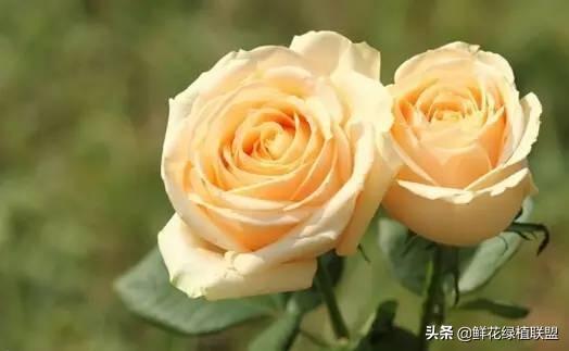 全網最全花語大全，值得收藏