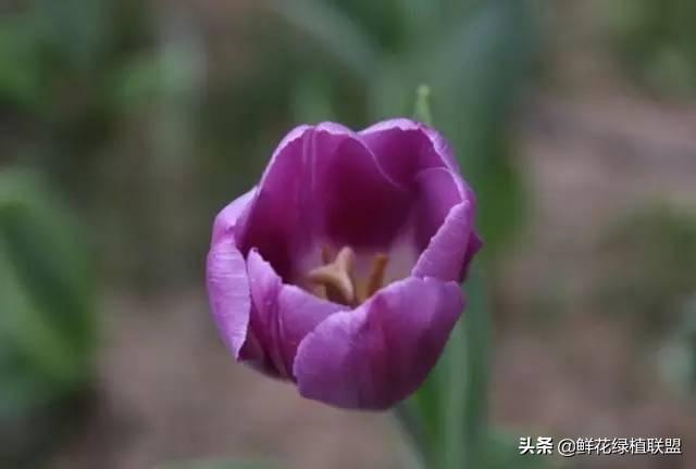 全網最全花語大全，值得收藏