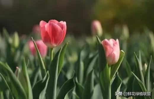 全網最全花語大全，值得收藏