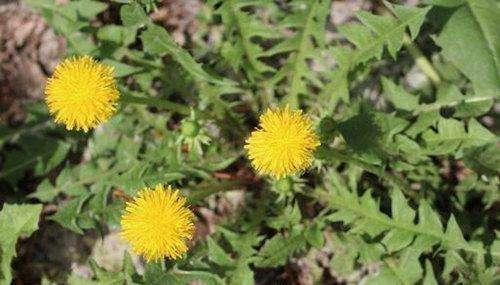 蒲公英被稱為「藥草皇后」，可經常用它泡腳，對身體有哪些好處？