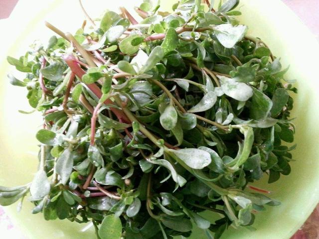 夏天到，「清熱降火」菜不能少，這2種菜，掐個枝埋土裡就能長！