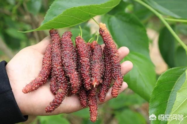 這種葉子被稱為「神仙葉」，泡水喝對降三高有好處，別浪費了！