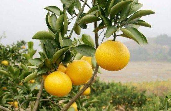 濕氣重反反復複除不了根？夏天3種水果要少吃，越吃濕氣越重，很多人傻傻不清楚