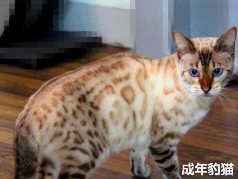 在海拔5千米的地方撿了只貓，網友：這看著像雪豹啊？得報110了