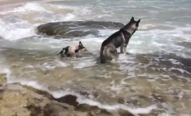 二哈帶著小豬去海邊玩，結果小豬不小心被海水沖走了