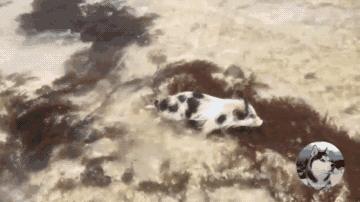 二哈帶著小豬去海邊玩，結果小豬不小心被海水沖走了
