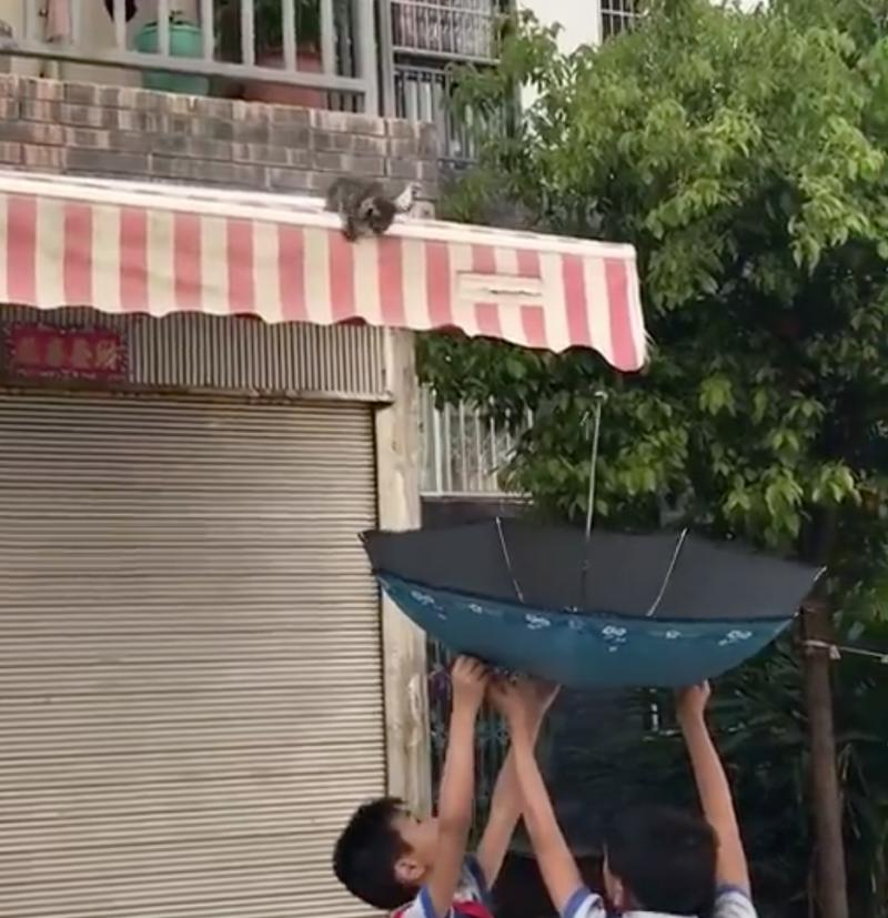 遮雨棚」喵喵叫！暖心小學生「舉傘當床」神救援，跳下瞬間網友拍手叫好：太感動QQ 