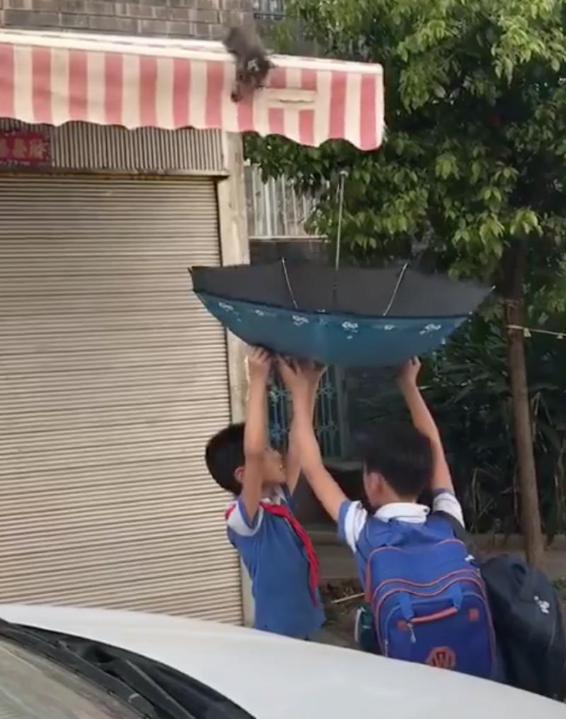 遮雨棚」喵喵叫！暖心小學生「舉傘當床」神救援，跳下瞬間網友拍手叫好：太感動QQ 