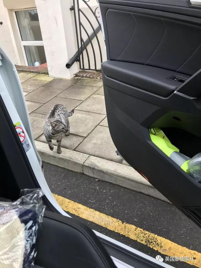 開車出門，半路居然碰上自家的貓……大概是世界上最萌街頭偶遇了 