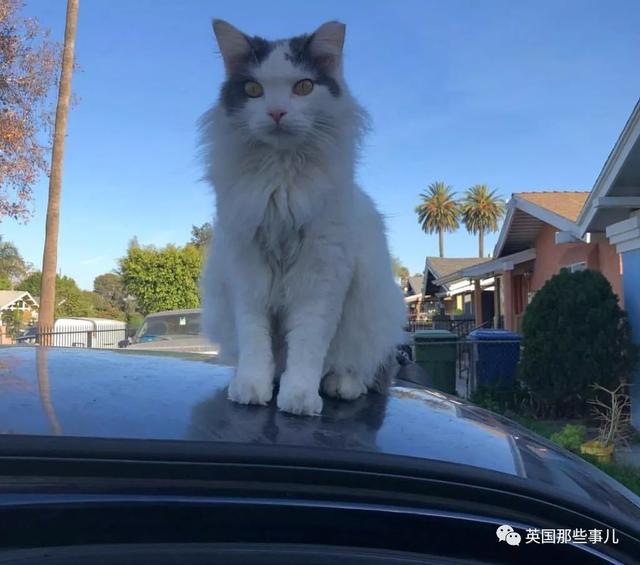 開車出門，半路居然碰上自家的貓……大概是世界上最萌街頭偶遇了 