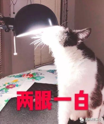 開車出門，半路居然碰上自家的貓……大概是世界上最萌街頭偶遇了 