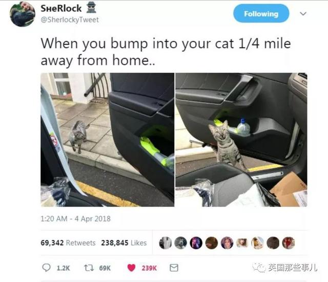 開車出門，半路居然碰上自家的貓……大概是世界上最萌街頭偶遇了 