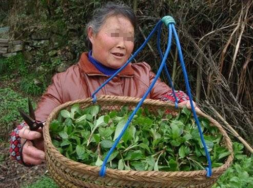 我生病向女兒借錢女婿見面就罵，女兒打發一籃野菜，回家一看哭了