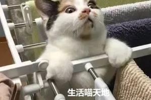 主人到家找不到貓咪，走到衛生間，不經意的抬起頭：你怎上去的？ 