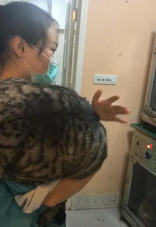 帶貓咪洗澡，老闆說貓太胖要加錢，主人不肯，直到貓洗完後他愣住了... 