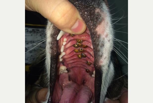 狗狗口吐白沫找不出原因，直到醫生掀開狗狗嘴巴時才真相大白！