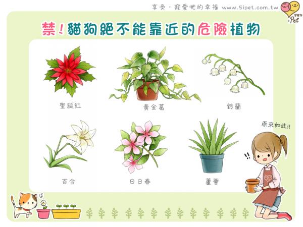 禁！貓狗絕不能靠近的危險植物