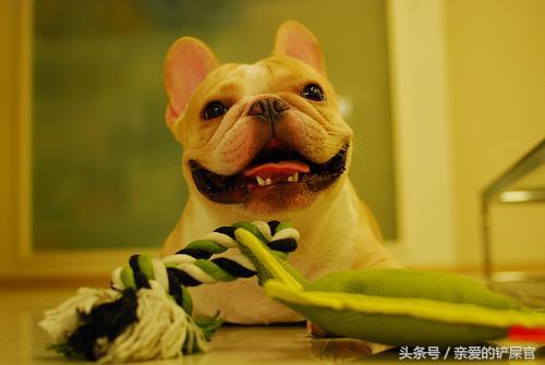狗狗太黏人怎麼辦呢??