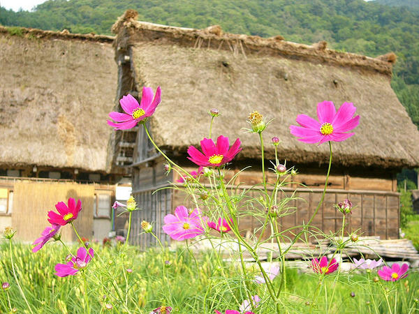 白川鄉觀光景點10選！綠意盎然的世界遺產巡禮之旅