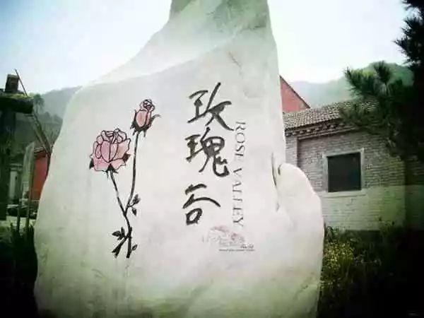 京西那美妙的玫瑰谷，又快到了玫瑰花似海，香飄彩雲間的時候！