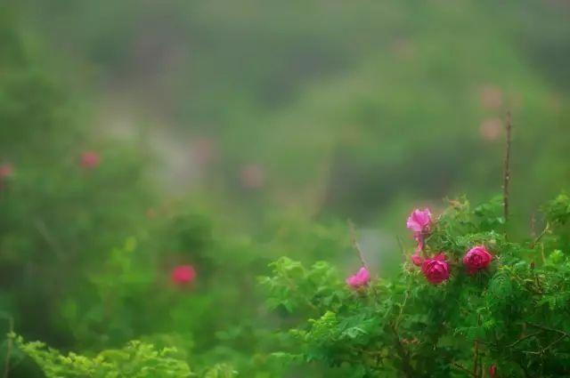 京西那美妙的玫瑰谷，又快到了玫瑰花似海，香飄彩雲間的時候！