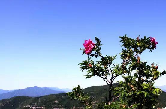 京西那美妙的玫瑰谷，又快到了玫瑰花似海，香飄彩雲間的時候！