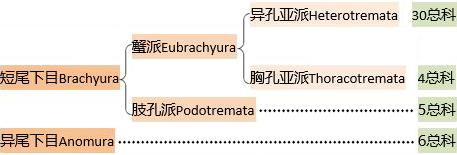 細膩而圖文並茂，這樣能準確認識各種蟹類了吧