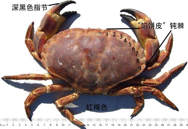 細膩而圖文並茂，這樣能準確認識各種蟹類了吧