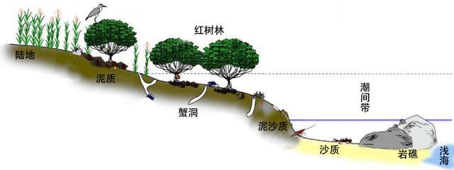 細膩而圖文並茂，這樣能準確認識各種蟹類了吧