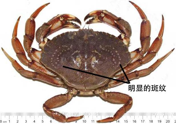 細膩而圖文並茂，這樣能準確認識各種蟹類了吧