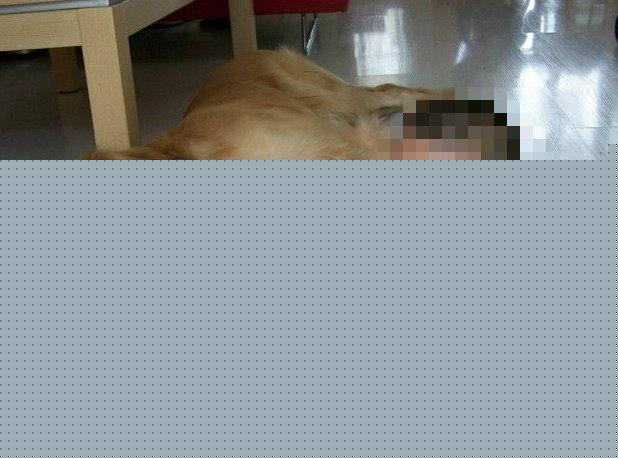 孩子跟著金毛長大，寶寶第一次離開家，金毛竟趴在家裡哭了