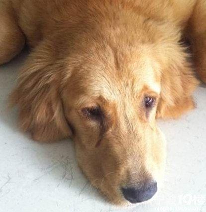 孩子跟著金毛長大，寶寶第一次離開家，金毛竟趴在家裡哭了