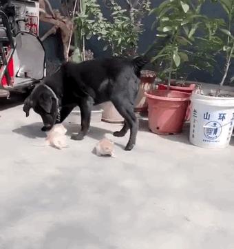 大黑狗偷偷拿走小貓要自己養，被貓媽媽發現後，把狗逼近牆角一頓亂打