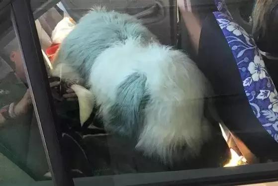 老人打破車窗，救出被困狗狗，結果大家都笑了