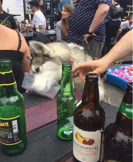 主人帶二哈參加聚會「二哈趁亂喝了一杯酒」不光發酒瘋 隔天還斷片